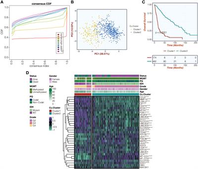 IGFBP2 from a novel copper metabolism-associated biomarker promoted glioma progression and response to immunotherapy